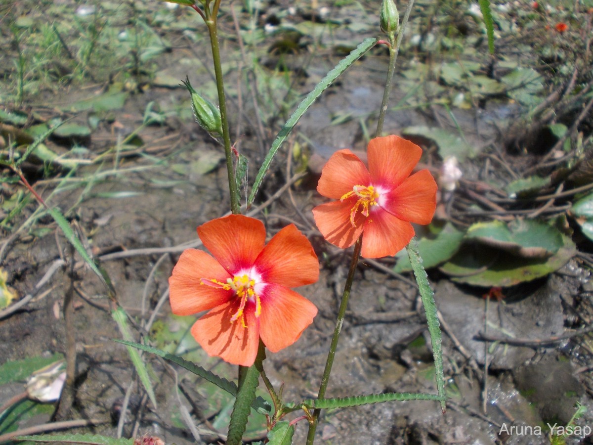 Pentapetes phoenicea L.